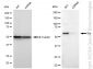 KD-Validated Anti-Src Rabbit Monoclonal Antibody